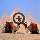 Катание на верблюдах. Египет
