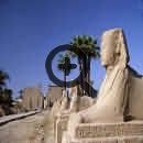 Фараон в виде Сфинкса. Рамсес II – великий Фараон, архитектор собственной славы 
