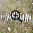 Рыбалка с гидом на озере Сайма - Что нужно знать о рыбалке в Финляндии