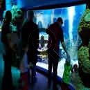 Залы аквариума оформлены как интерактивные тематические выставки