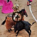 Андалусия: Досуг и развлечения (Спорт, ярмарки, праздники и фестивали, коррида и фламенко, гастрономия)
