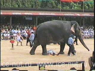 Слоновьи развлечения - Перешагни туриста